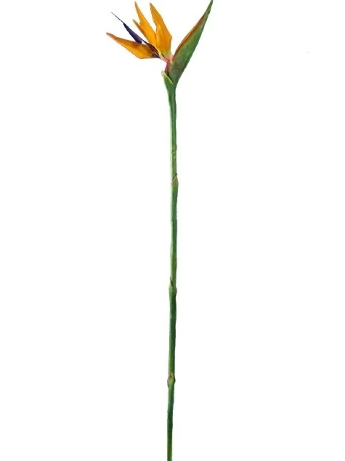 bird_of_paradise__in_0.webp Aldik Home Tropical Plants & Flowers<Bird of Paradise 38 in.