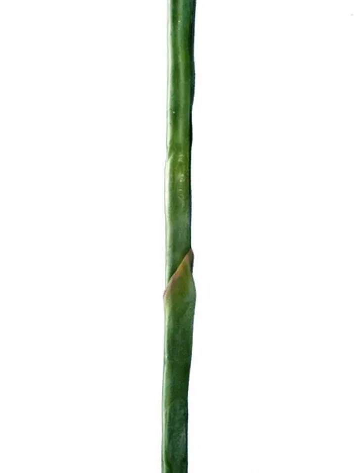 bird_of_paradise__in_1.webp Aldik Home Tropical Plants & Flowers<Bird of Paradise 38 in.