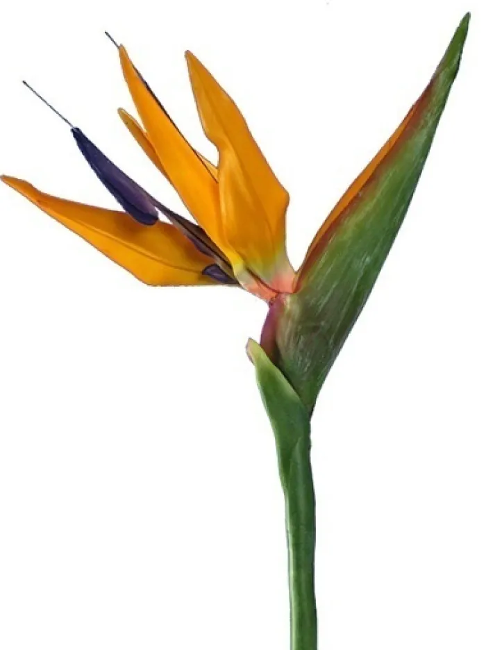 bird_of_paradise__in_2.webp Aldik Home Tropical Plants & Flowers<Bird of Paradise 38 in.