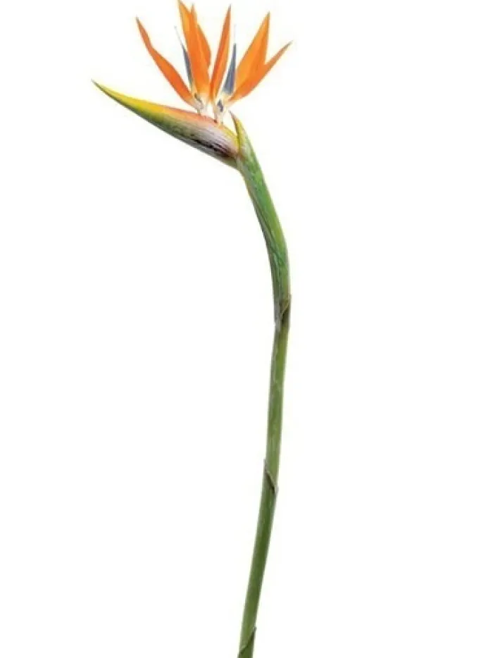 bird_of_paradise__in_oran_0.webp Aldik Home Tropical Plants & Flowers<Bird of Paradise 46 in. Orange