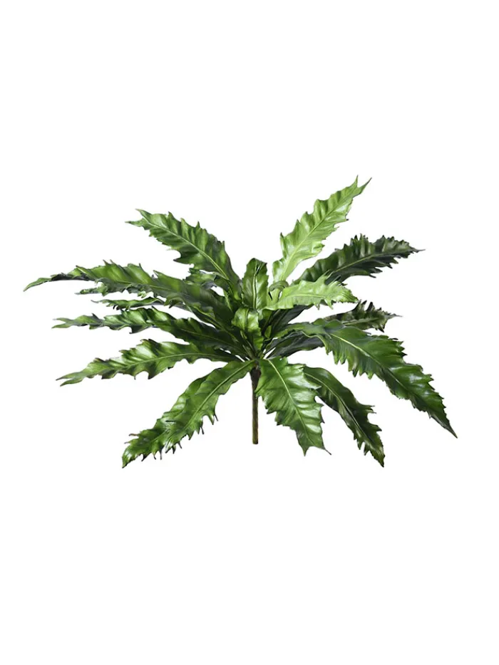 birds_nest_fern__in_0.webp Aldik Home Desk Plants | Tropical Plants & Flowers<Birds Nest Fern 16.5 in.