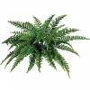 Aldik Home Tropical Plants & Flowers<Boston Fern 34 in.