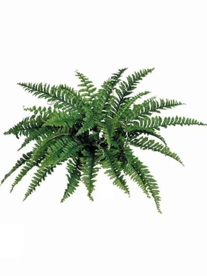 boston_fern__in_0-1.webp Aldik Home Tropical Plants & Flowers<Boston Fern 34 in.