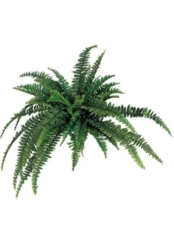 Aldik Home Tropical Plants & Flowers<Boston Fern 48 in.