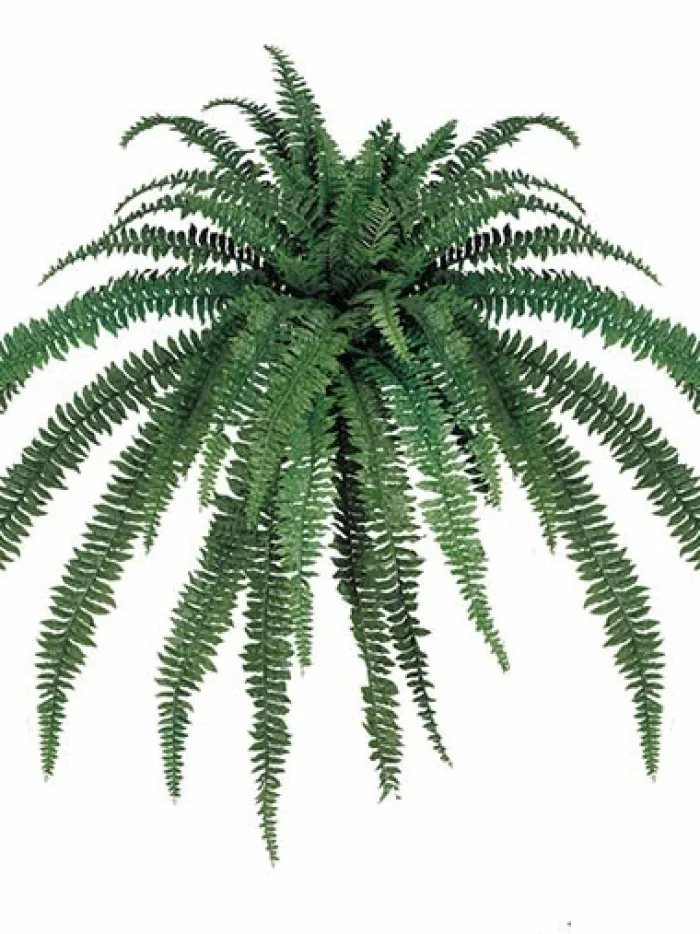 boston_fern__in_0-3.webp Aldik Home Tropical Plants & Flowers<Boston Fern 82 in.