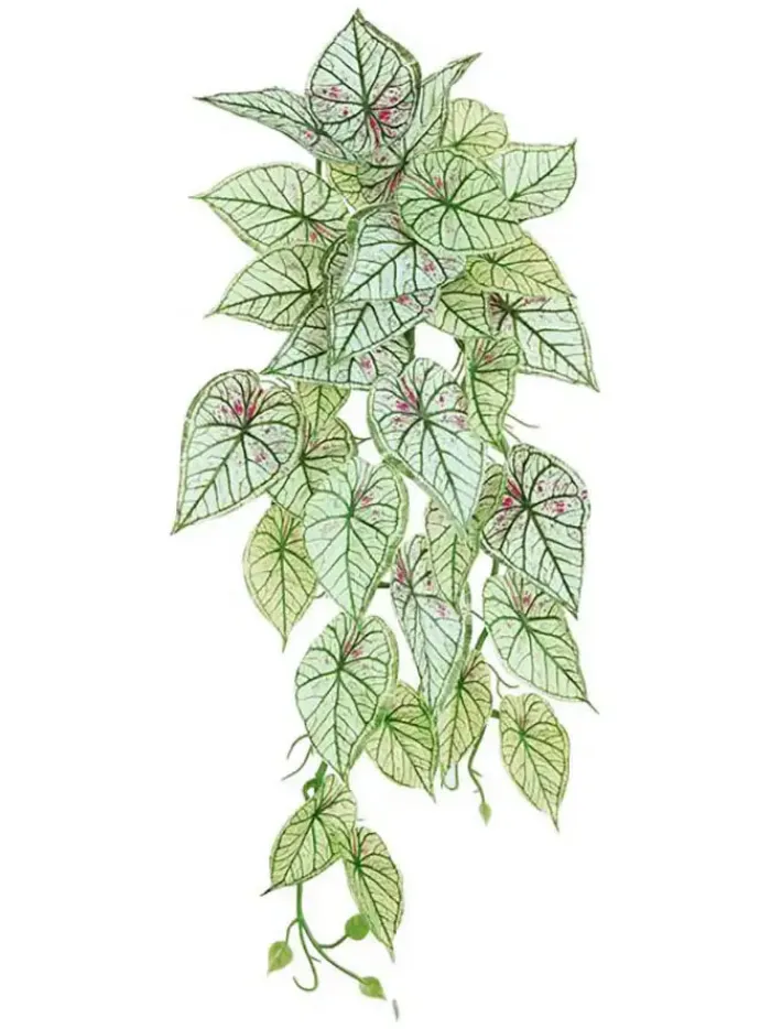 caladium_hanging_bush__in_0-1.webp Aldik Home Tropical Plants & Flowers<Caladium Hanging Bush 21 in. Pink/Green