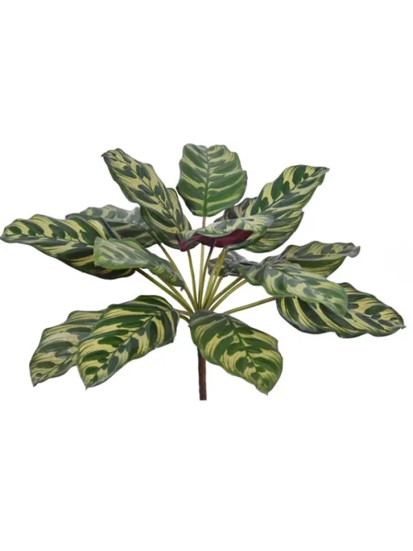 Aldik Home Desk Plants<Calathea Makoyana 16 in. Variegated/Purple