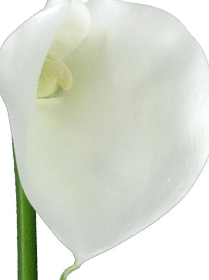 calla_lily__in_white_1.webp Aldik Home Silk Lilies<Calla Lily 29.5 in. White