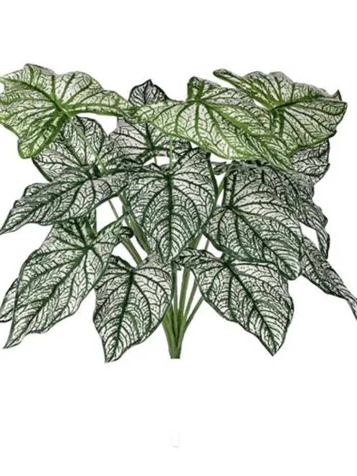 calladium_bush__in_0.webp Aldik Home Desk Plants | Tropical Plants & Flowers<Calladium Bush 18 in.