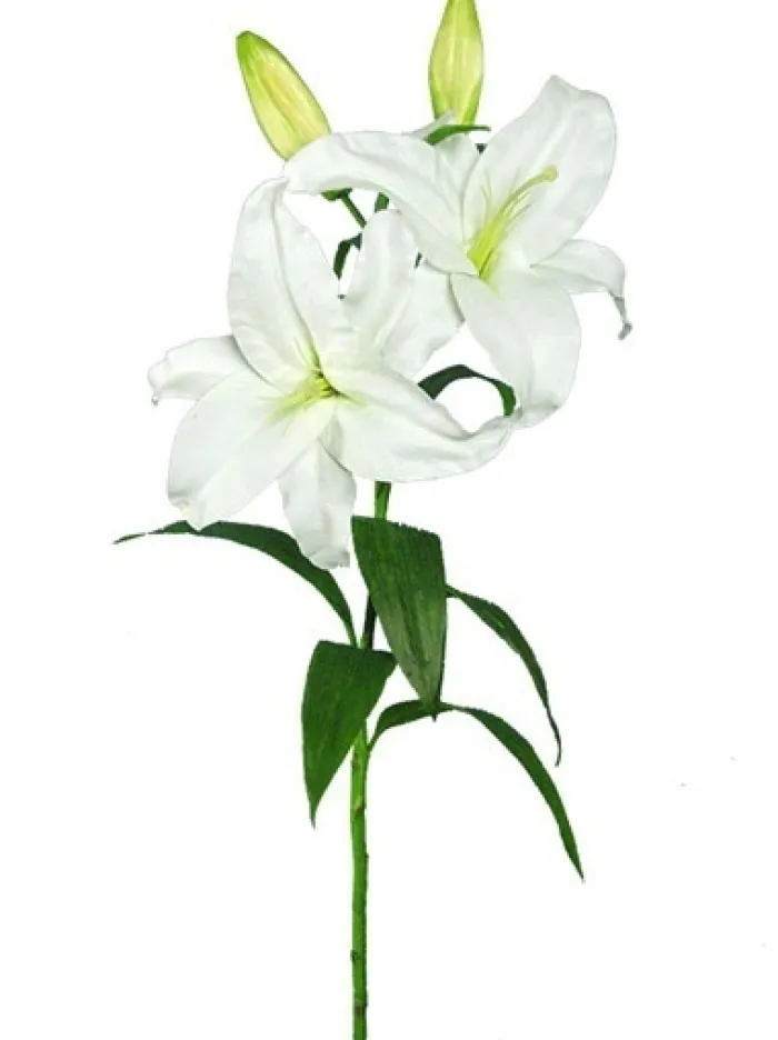 casablanca_lily__in_white_0.webp Aldik Home Silk Lilies<Casablanca Lily 39 in. White