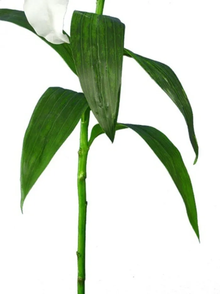 casablanca_lily__in_white_1.webp Aldik Home Silk Lilies<Casablanca Lily 39 in. White