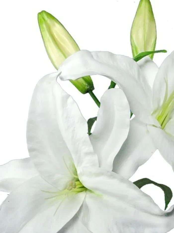 casablanca_lily__in_white_2.webp Aldik Home Silk Lilies<Casablanca Lily 39 in. White