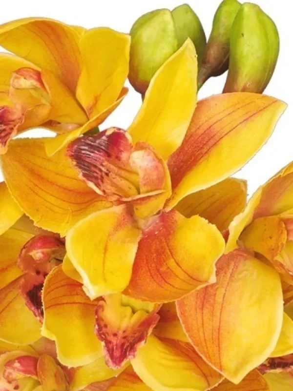 Aldik Home Silk Orchids<Cymbidium Orchid 19 in. Gold