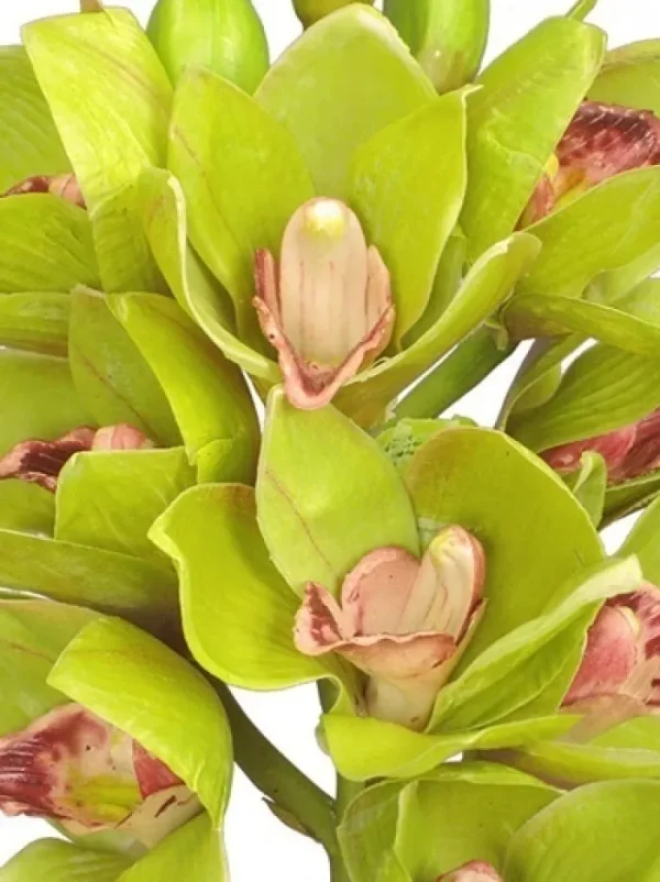 Aldik Home Silk Orchids<Cymbidium Orchid 19 in. Green