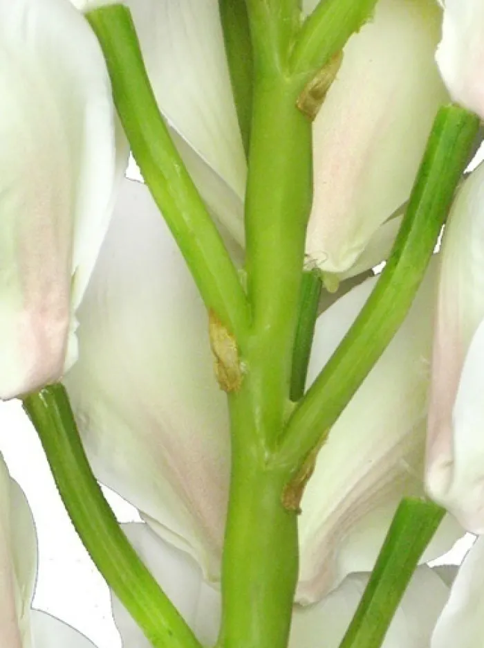 cymbidium_orchid__in_whit_1-1.webp Aldik Home Silk Orchids<Cymbidium Orchid 41 in. White