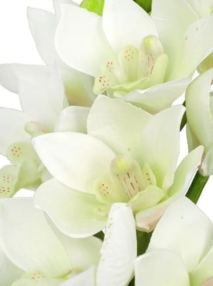 cymbidium_orchid__in_whit_1.webp Aldik Home Silk Orchids<Cymbidium Orchid 19 in. White
