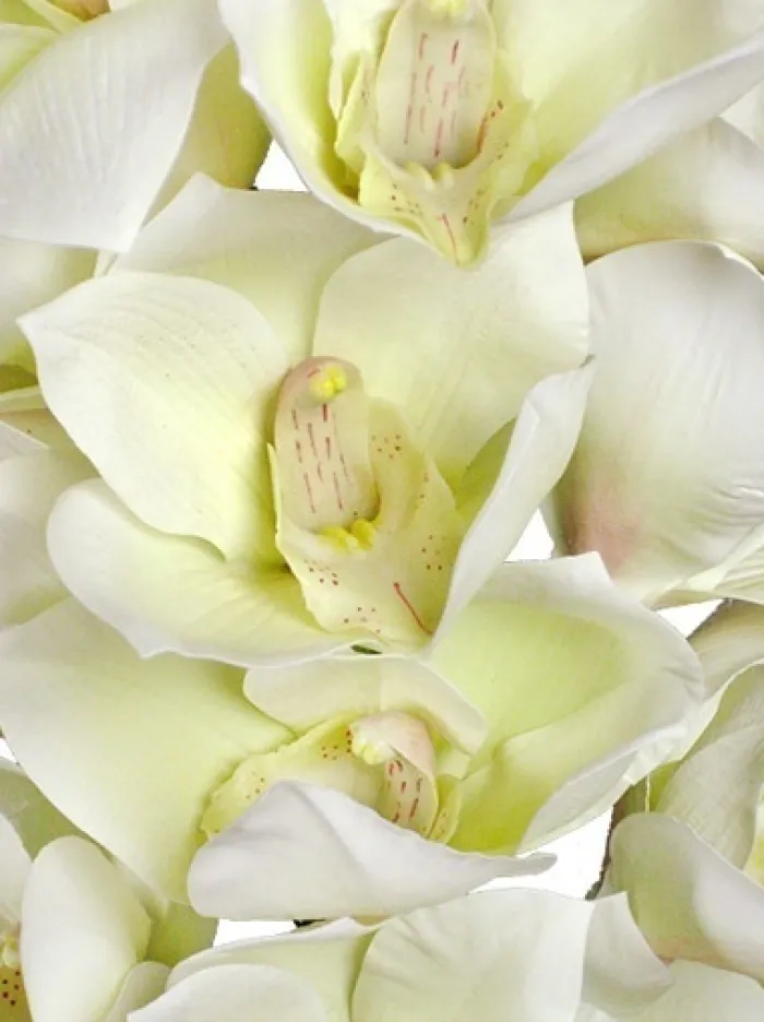 cymbidium_orchid__in_whit_2.webp Aldik Home Silk Orchids<Cymbidium Orchid 41 in. White