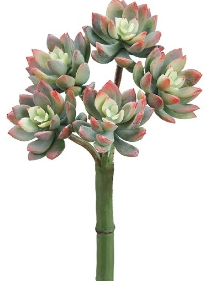 echeveria__in_green__red_0.webp Aldik Home Echeverias<Echeveria 9 in. Green / Red