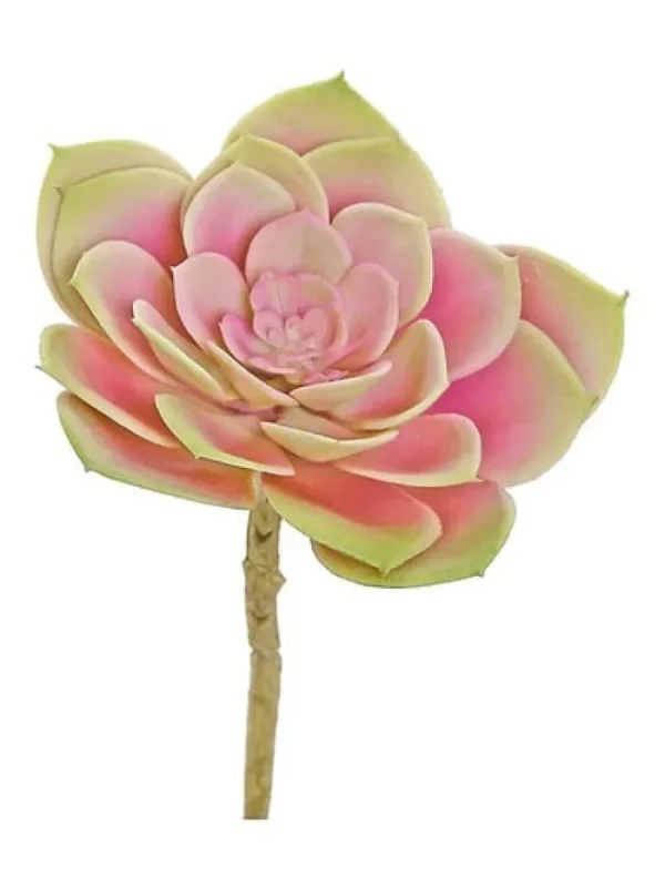 Aldik Home Echeverias<Echeveria 7 in. Mauve