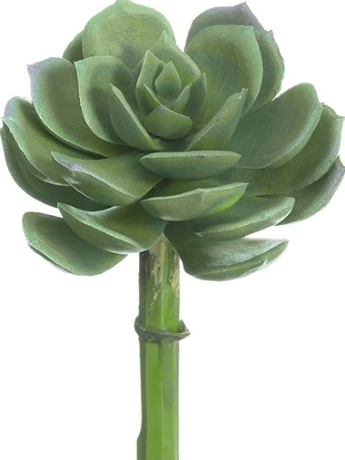 echeveria_pick__in_green__0.webp Aldik Home Echeverias<Echeveria Pick 5 in. Green / Grey