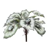 Aldik Home Desk Plants | Tropical Plants & Flowers<Escargot Begonia Leaves 15 in. White/Green