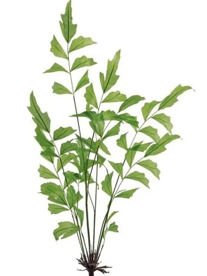 fishtail_palm__in_green_0-1.webp Aldik Home Tropical Plants & Flowers<Fishtail Palm 42 in. Green
