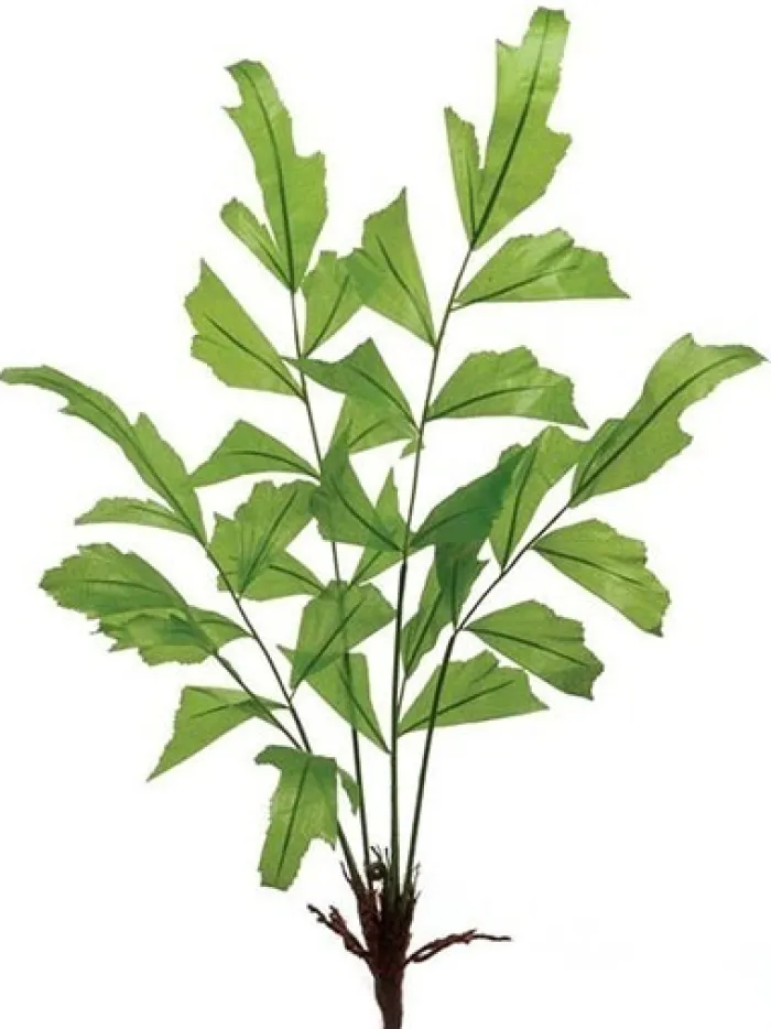 fishtail_palm__in_green_0.webp Aldik Home Tropical Plants & Flowers<Fishtail Palm 31 in. Green
