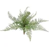 Aldik Home Desk Plants | Tropical Plants & Flowers<Forest Fern 12 in.