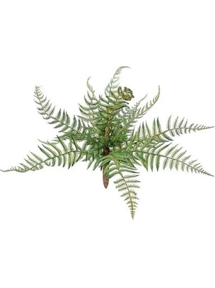 forest_fern__in_0.webp Aldik Home Desk Plants | Tropical Plants & Flowers<Forest Fern 12 in.