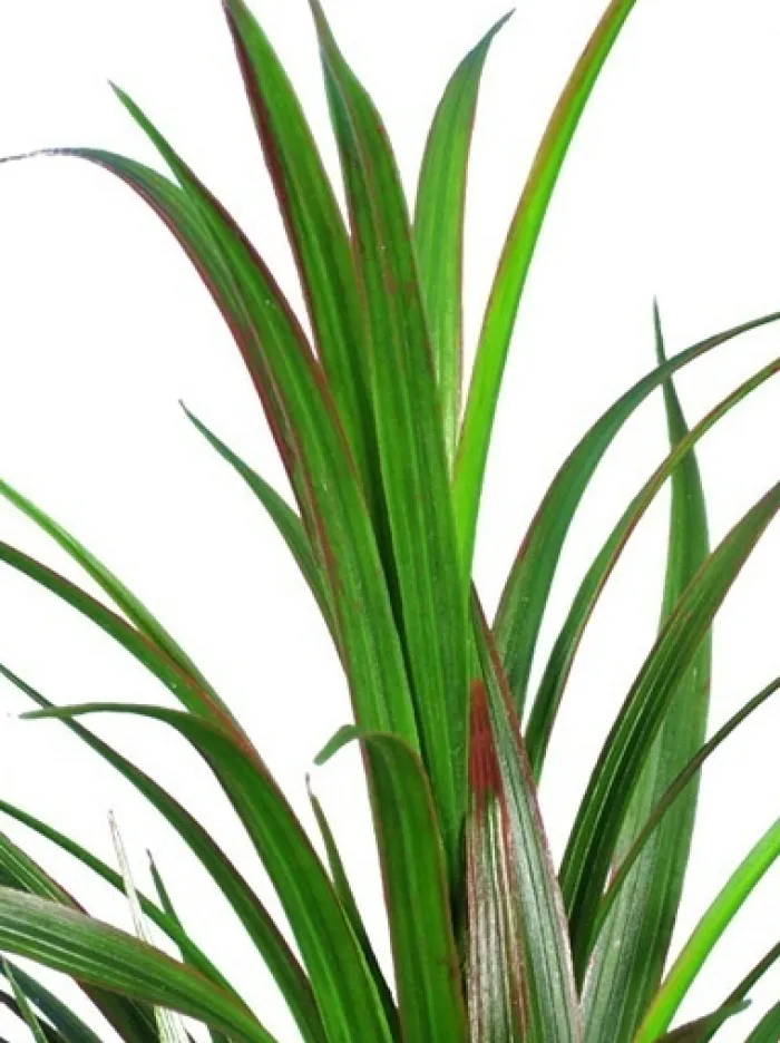 grass_bush__in_green__red_2.webp Aldik Home Artificial Grasses<Grass Bush 33 in. Green / Red