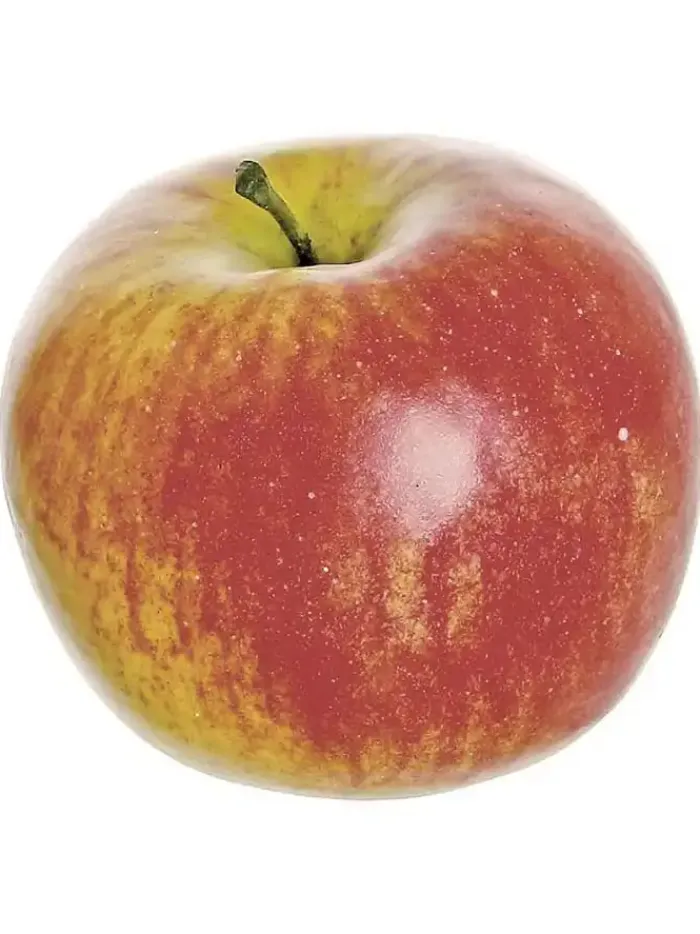 honeycrisp_apple__in_red_0.webp Aldik Home Fruit And Vegetables<Honeycrisp Apple 4 in. Red
