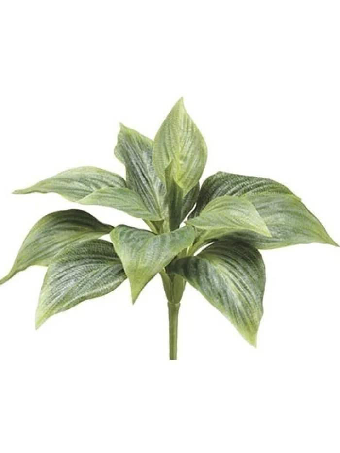 hosta_bush_green__in_0.webp Aldik Home Desk Plants | Tropical Plants & Flowers<Hosta Bush Green 8 in.