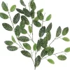 Aldik Home Tropical Plants & Flowers<Hoya Hanging Spray 34 in.