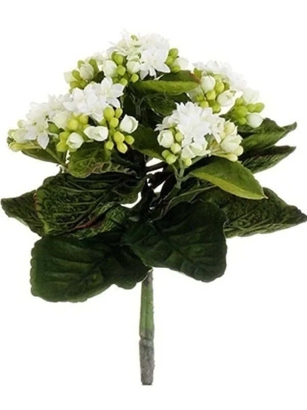 Aldik Home Flowering Bushes<Kalanchoe Bush 9 in. White