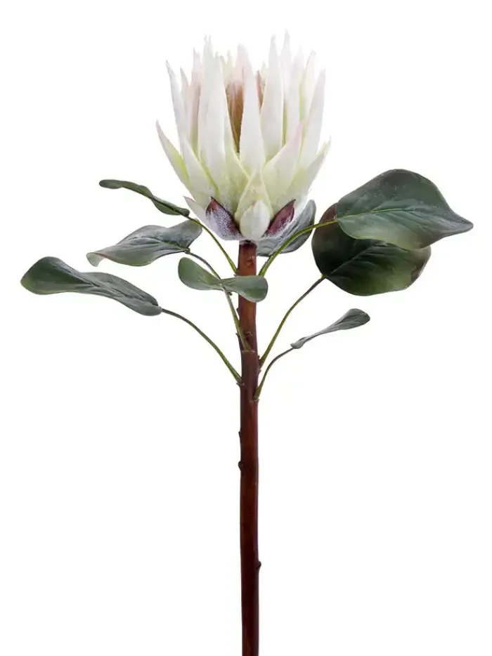 king_protea__in_white_0.webp Aldik Home Tropical Plants & Flowers<King Protea 23.5 in. White