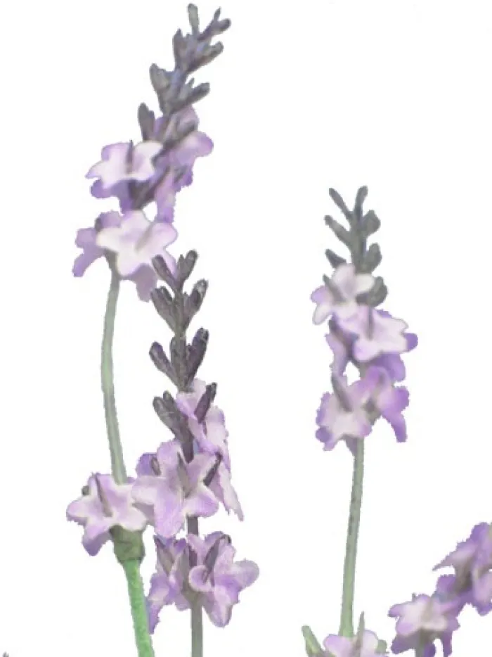 lavender_bush__in_2.webp Aldik Home Flowering Bushes<Lavender Bush 14 in.