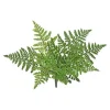 Aldik Home Desk Plants | Tropical Plants & Flowers<Leather Fern Bush 14 in.