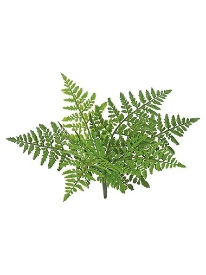 leather_fern_bush__in_0.webp Aldik Home Desk Plants | Tropical Plants & Flowers<Leather Fern Bush 14 in.