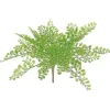 Aldik Home Desk Plants | Tropical Plants & Flowers<Maidenhair Fern 11 in. Green