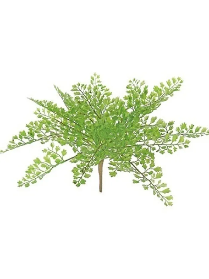 maidenhair_fern__in_green_0.webp Aldik Home Desk Plants | Tropical Plants & Flowers<Maidenhair Fern 11 in. Green