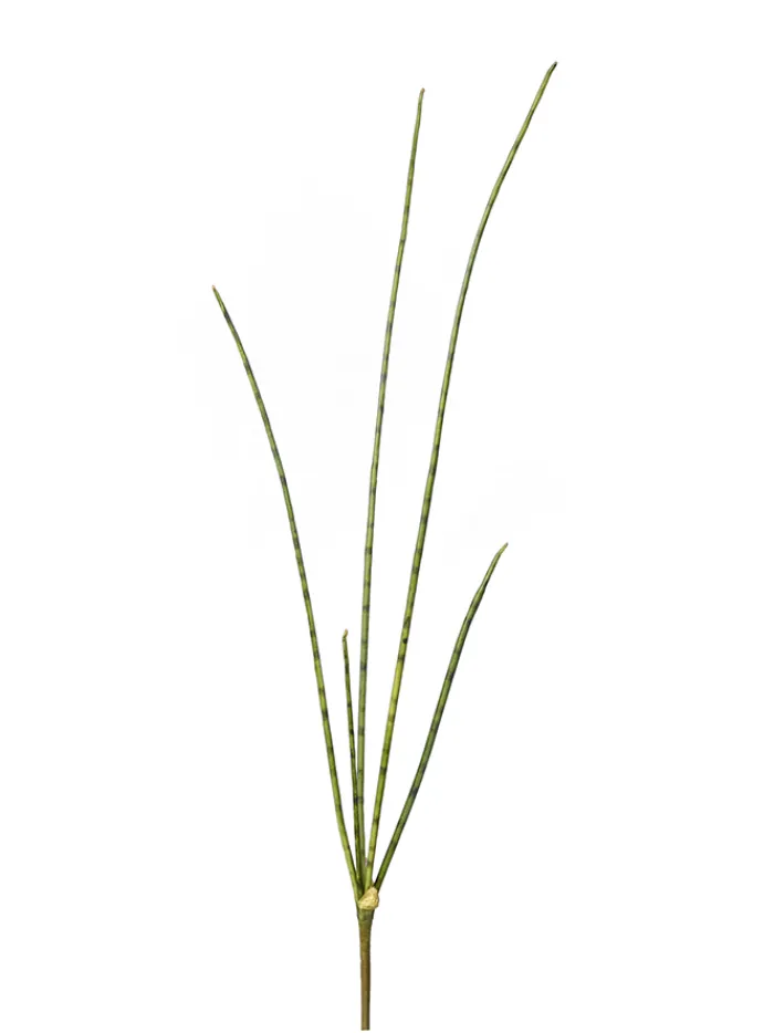 mikado_sansevieria__in_0.webp Aldik Home Tropical Plants & Flowers<Mikado Sansevieria 30.71 In.