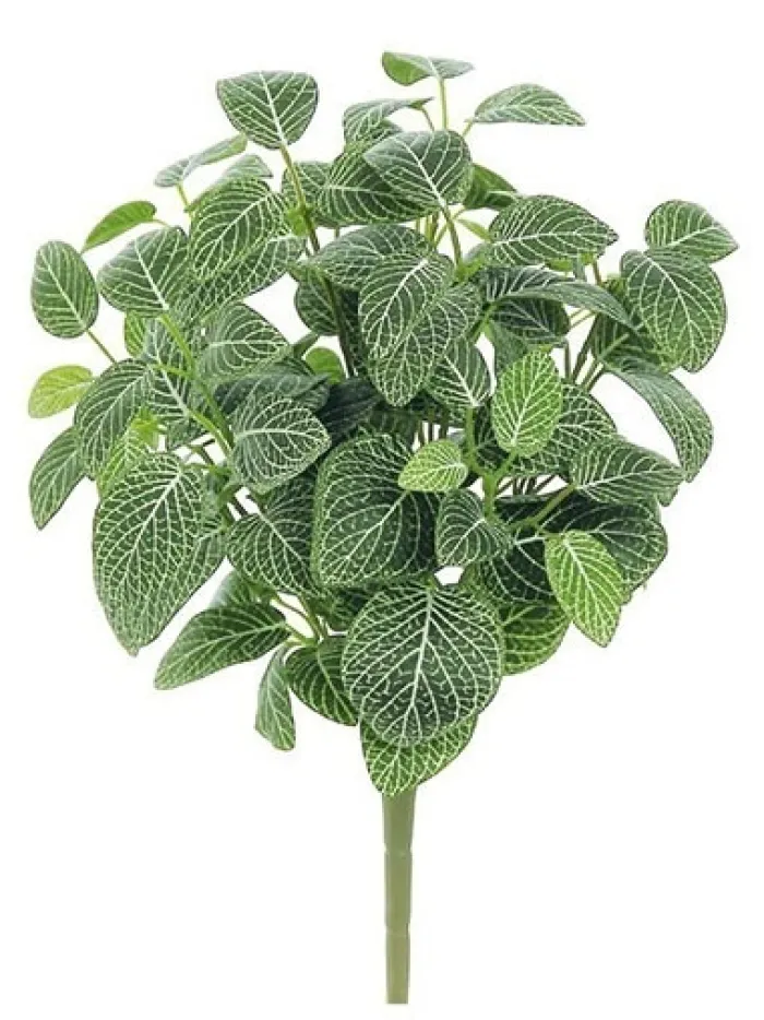 mini_fittonia_bush__in_gr_0.webp Aldik Home Desk Plants | Tropical Plants & Flowers<Mini Fittonia Bush 16 in. Green / Cream