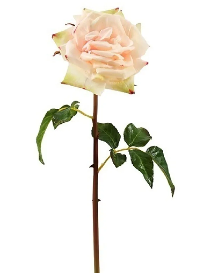 natural_touch_rose_westmi_0.webp Aldik Home Natural Touch Silk Flowers | Silk Roses<Natural Touch Rose Westminster 20.5 in. Champagne