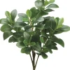 Aldik Home Desk Plants | Tropical Plants & Flowers<Peperomia Bush 20 in. Green