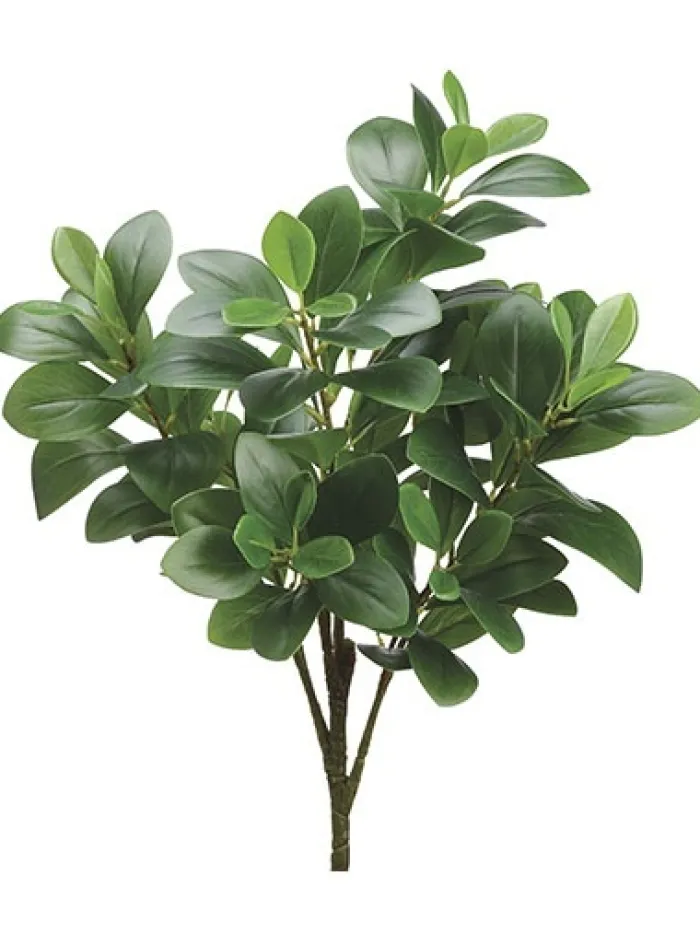 peperomia_bush__in_green_0.webp Aldik Home Desk Plants | Tropical Plants & Flowers<Peperomia Bush 20 in. Green