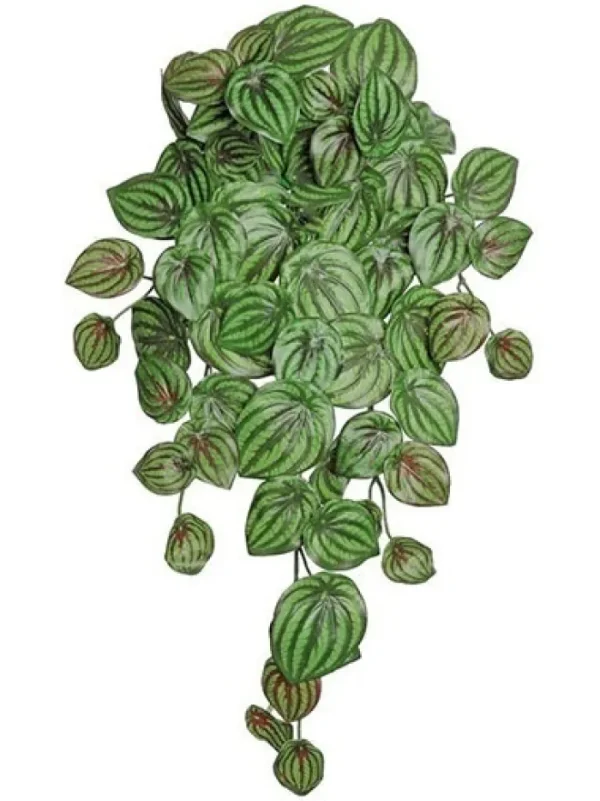 Aldik Home Desk Plants | Tropical Plants & Flowers<Peperomia Vine 25 in. Sage / Burgundy