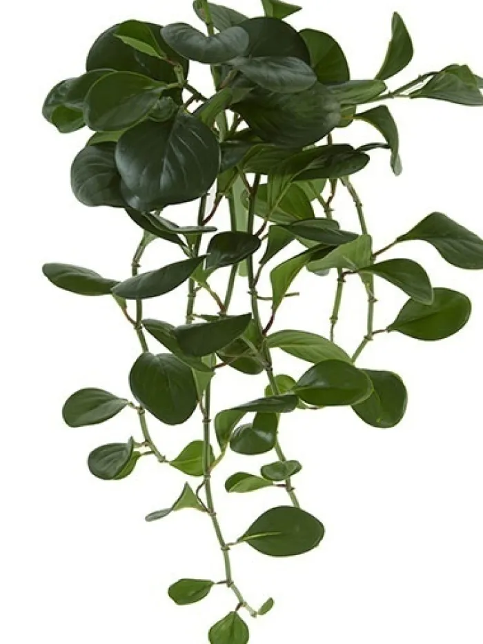 pepperomia_bush__in_dark__0-1.webp Aldik Home Desk Plants | Tropical Plants & Flowers<Pepperomia Bush 24 in. Dark Green