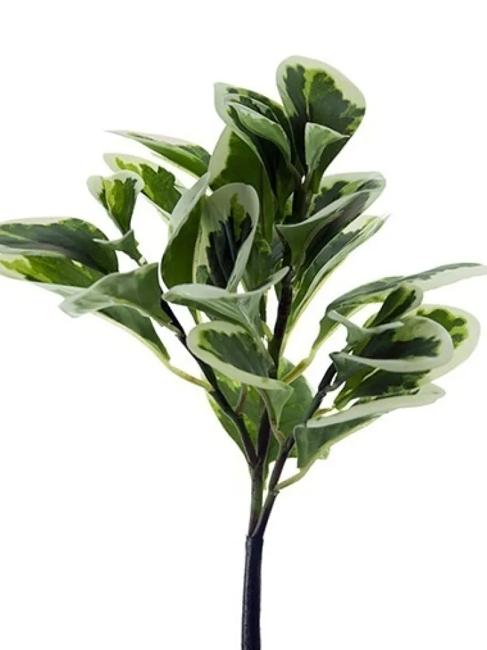 pepperomia_bush__in_green_0.webp Aldik Home Desk Plants | Tropical Plants & Flowers<Pepperomia Bush 12 in. Green / White