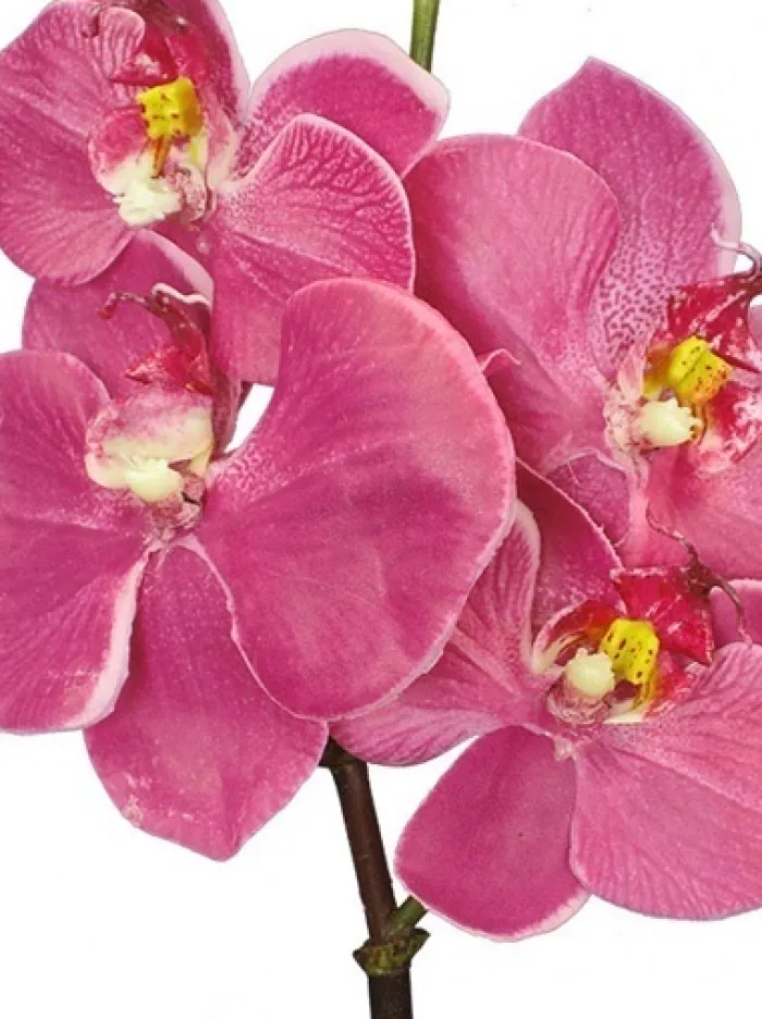 phalaenopsis_mini__in_fuc_1.webp Aldik Home Silk Orchids<Phalaenopsis Mini 20 in. Fuchsia