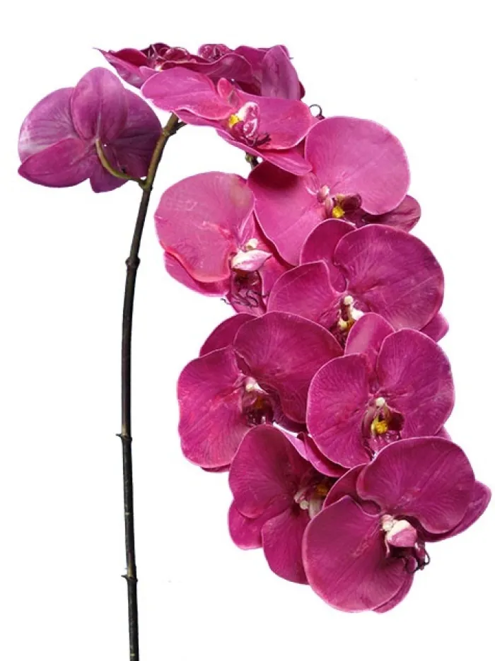 phalaenopsis_spray__in_fu_0-1.webp Aldik Home Silk Orchids<Phalaenopsis Spray 45 in. Fuchsia